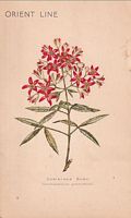S.S. ORFORD - MENU: "Christmas Bush"
